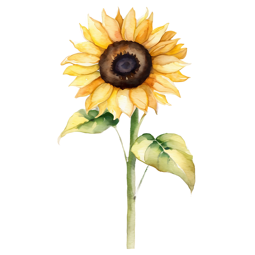 Sunflower Beauty Watercolor Art Png Djj PNG Image