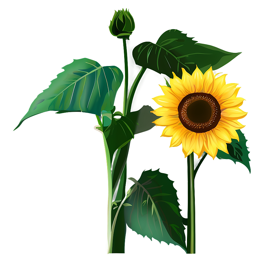 Sunflower Clipart Png 05252024 PNG Image