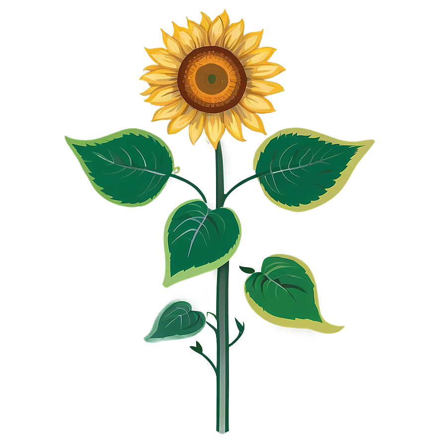 Sunflower Drawing Transparent Png Cxw PNG Image