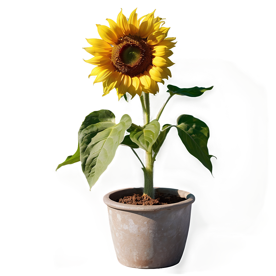 Sunflower In Pot Png 36 PNG Image