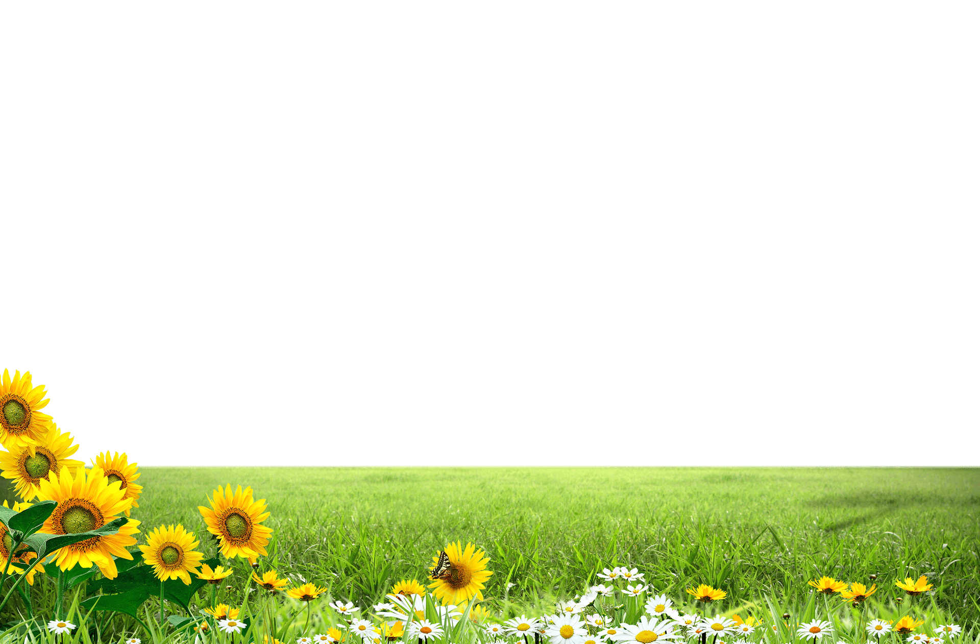 Sunflower Meadow Background PNG Image