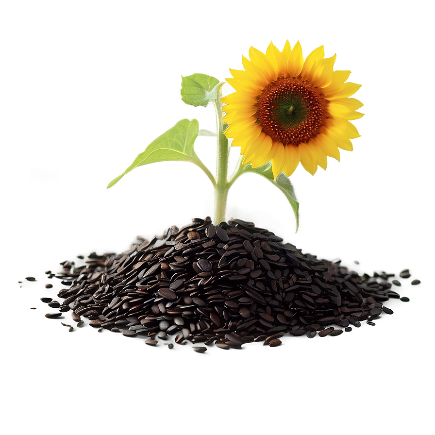 Sunflower Seedling Png 52 PNG Image