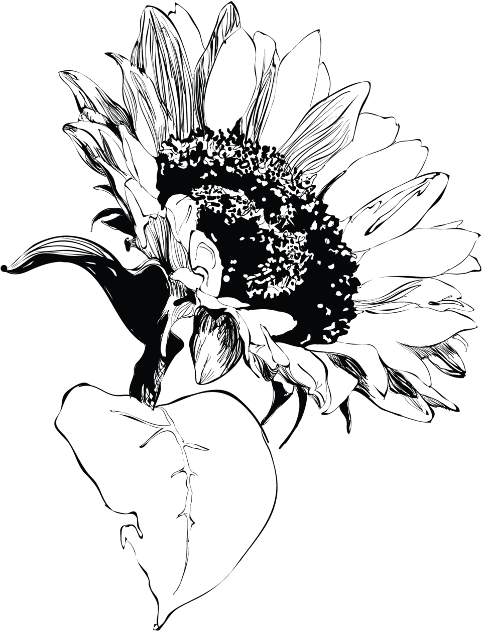 Sunflower Sketch Artwork PNG Image