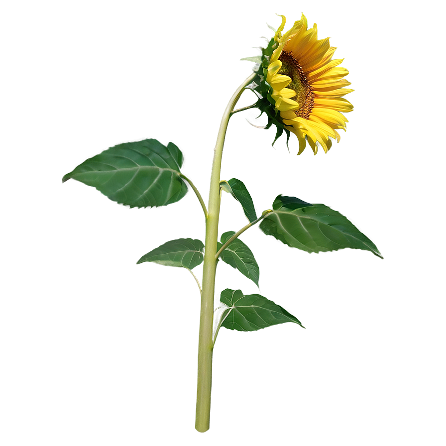 Sunflower Stem Png 67 PNG Image