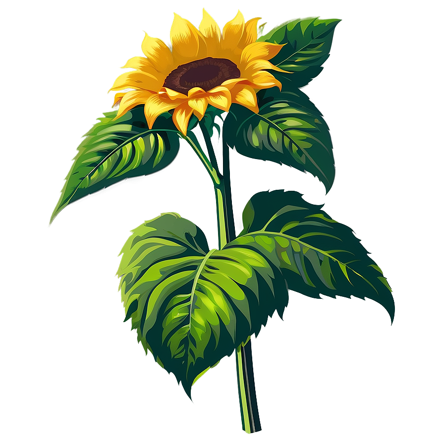 Sunflower Vector Transparent Png Nbv69 PNG Image