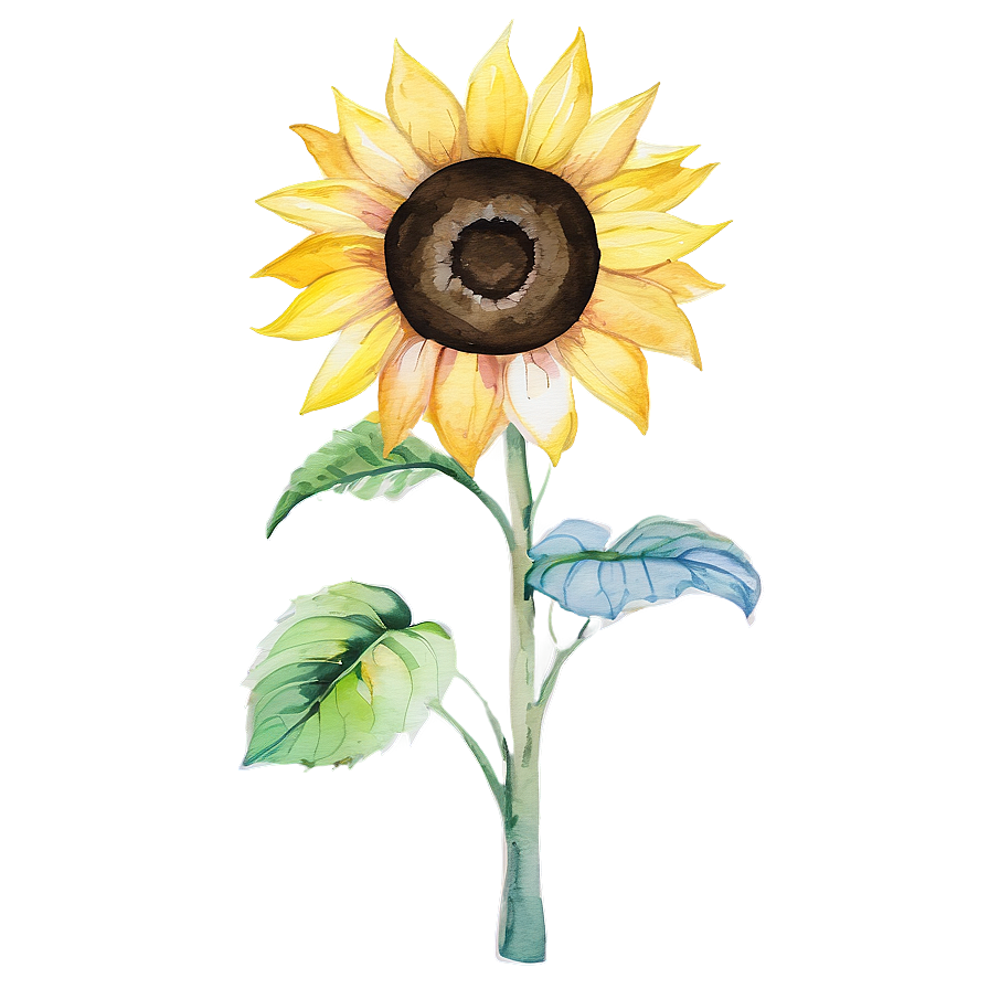 Sunflower Watercolor On Canvas Png 06272024 PNG Image