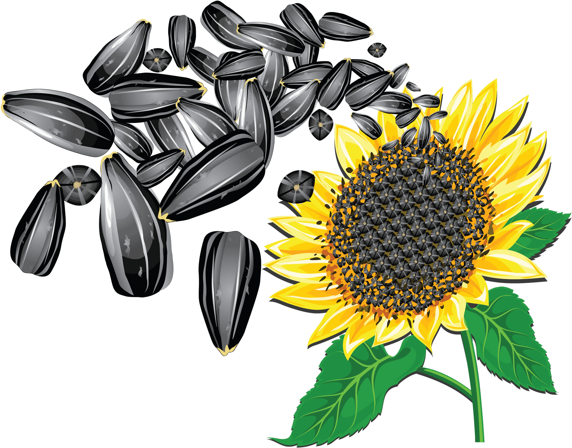 Sunflowerand Seeds Clipart PNG Image