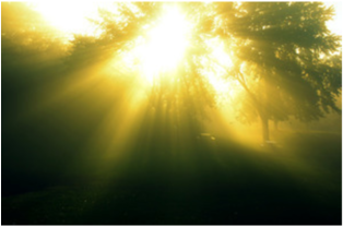 Sunlight Through Mistin Forest PNG Image