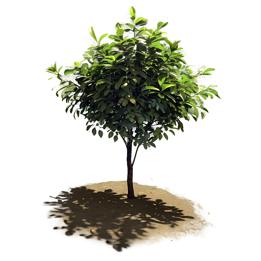 Sunlit Bush Png 86 PNG Image