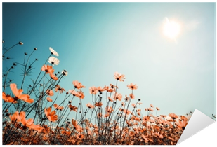 Sunlit Flower Field Sky PNG Image