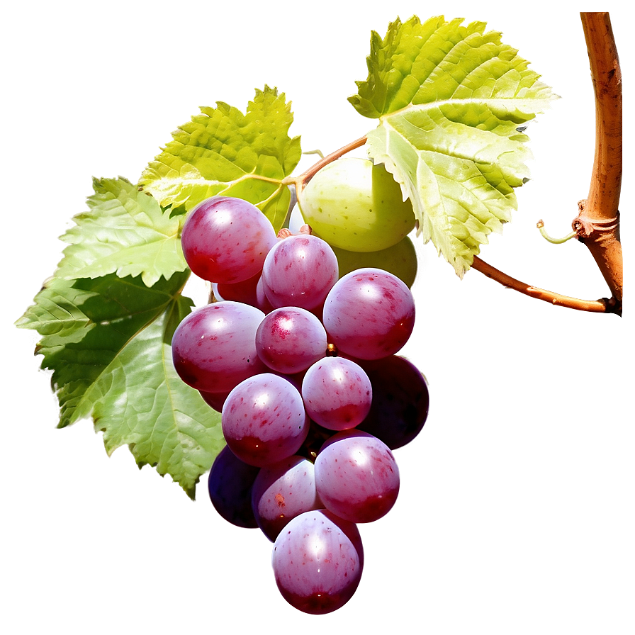 Sunlit Grape Image Png 06292024 PNG Image