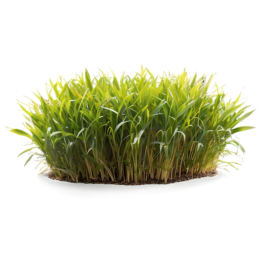 Sunny Grass Patch Png 06212024 PNG Image