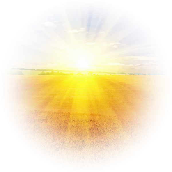 Sunrise Over Golden Field PNG Image