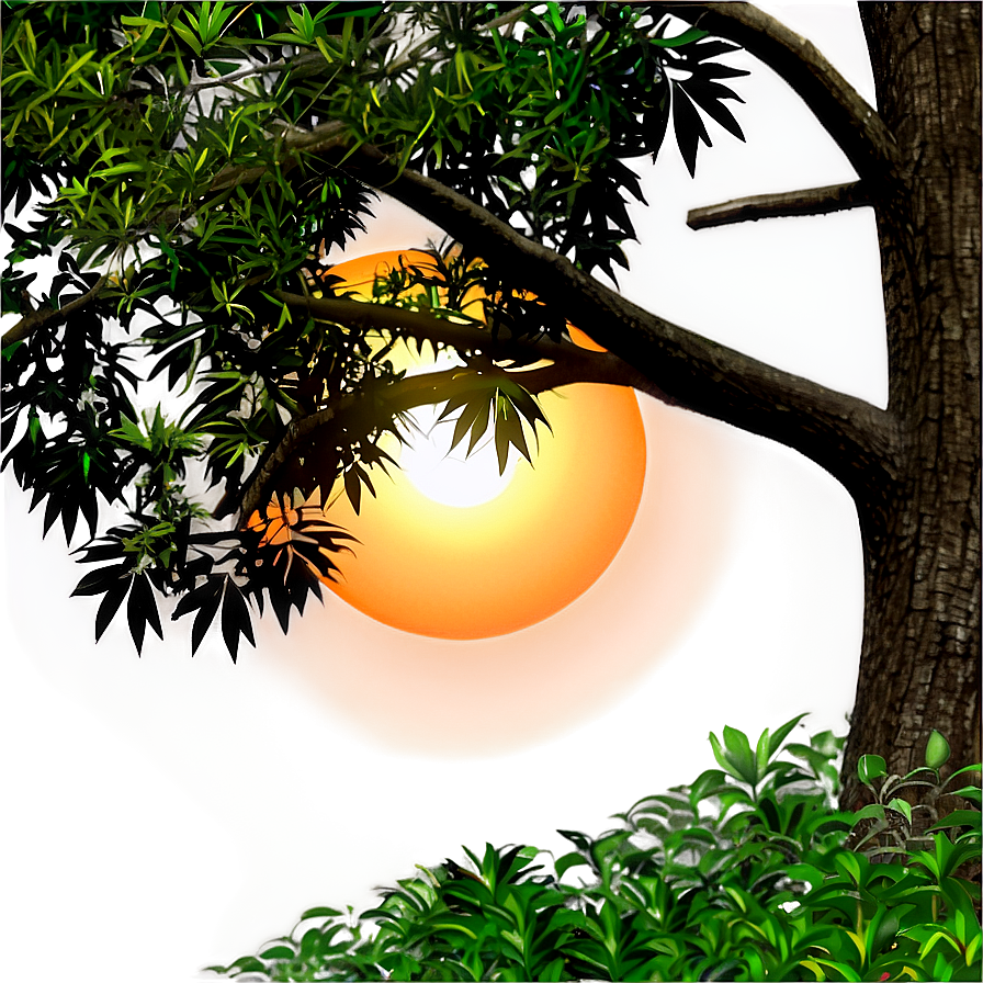 Sunset Through Trees Png 24 PNG Image