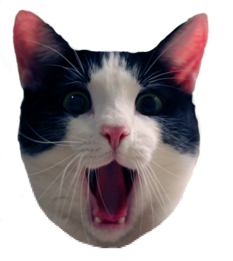 Surprised Blackand White Cat Meme PNG Image