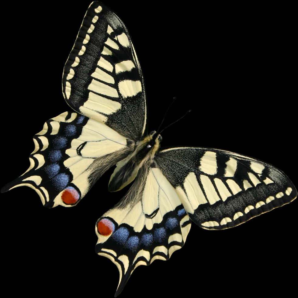 Swallowtail Butterflyon Black Background PNG Image