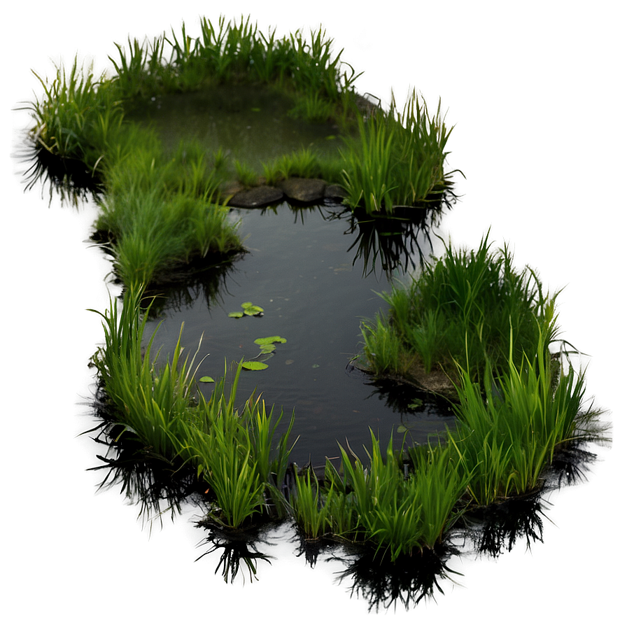 Swamp B PNG Image