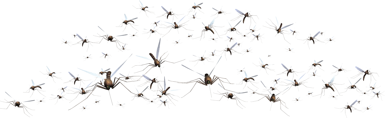 Swarm_of_ Mosquitoes_ Flying PNG Image