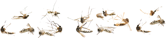 Swarm_of_ Mosquitoes_ Flying PNG Image