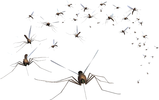 Swarmof Mosquitoes Transparent Background PNG Image