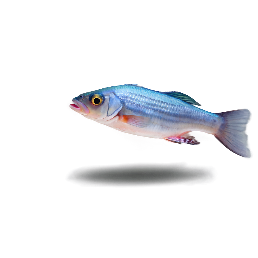 Sweet Small Fish Clipart Png 06292024 PNG Image