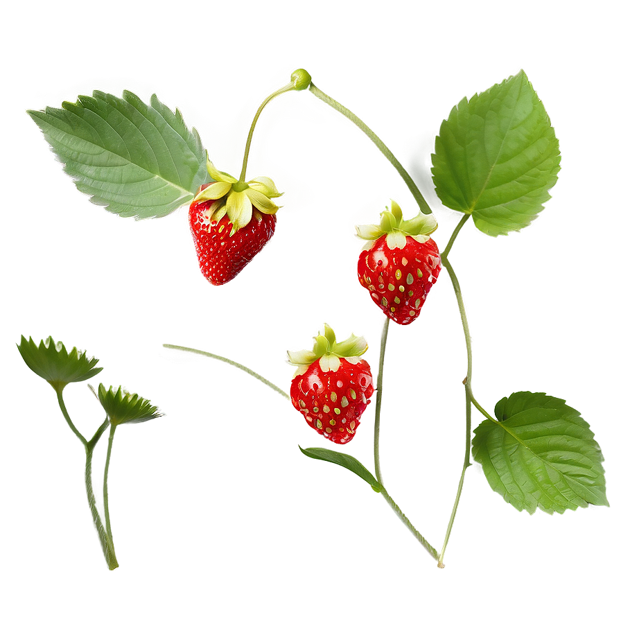 Sweet Strawberry Png Sjs27 PNG Image