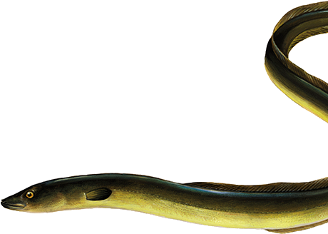 Swimming Eel Transparent Background PNG Image