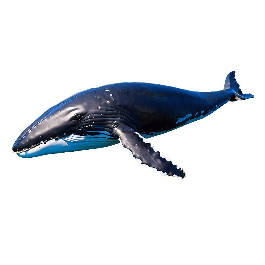 Swimming Humpback Whale Side View Png 52 PNG Image