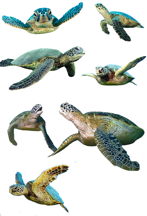 Swimming Sea Turtles Collection PNG Image