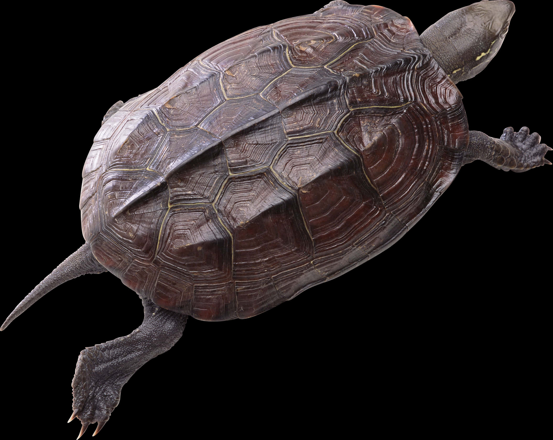 Swimming Turtle Isolatedon Black PNG Image