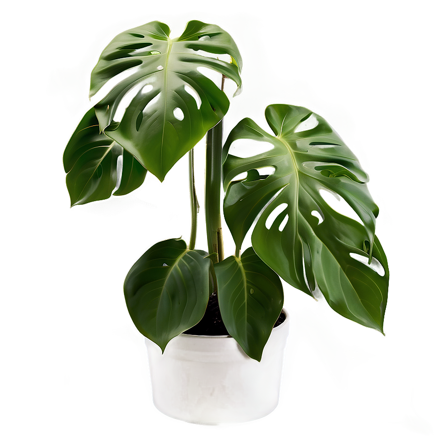 Swiss Cheese Plant Png 06212024 PNG Image