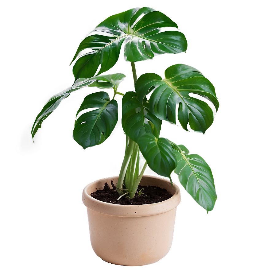 Swiss Cheese Plant Png Xuj55 PNG Image