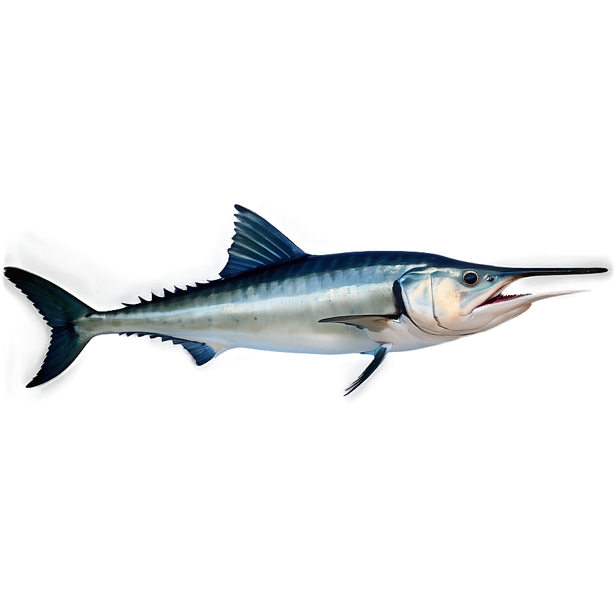 Swordfish B PNG Image