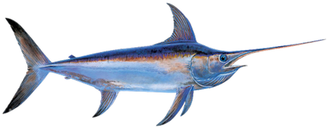 Swordfish Illustration PNG Image