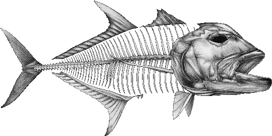 Swordfish Skeleton Illustration PNG Image