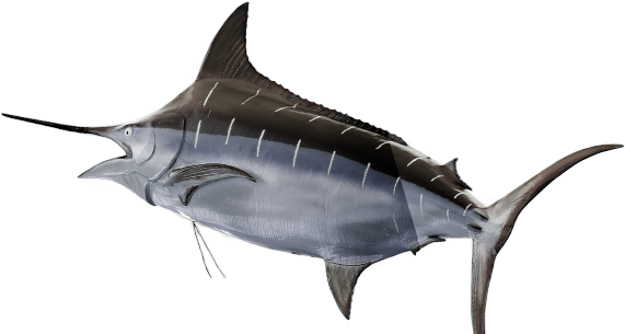 Swordfish Swimming Profile PNG Image