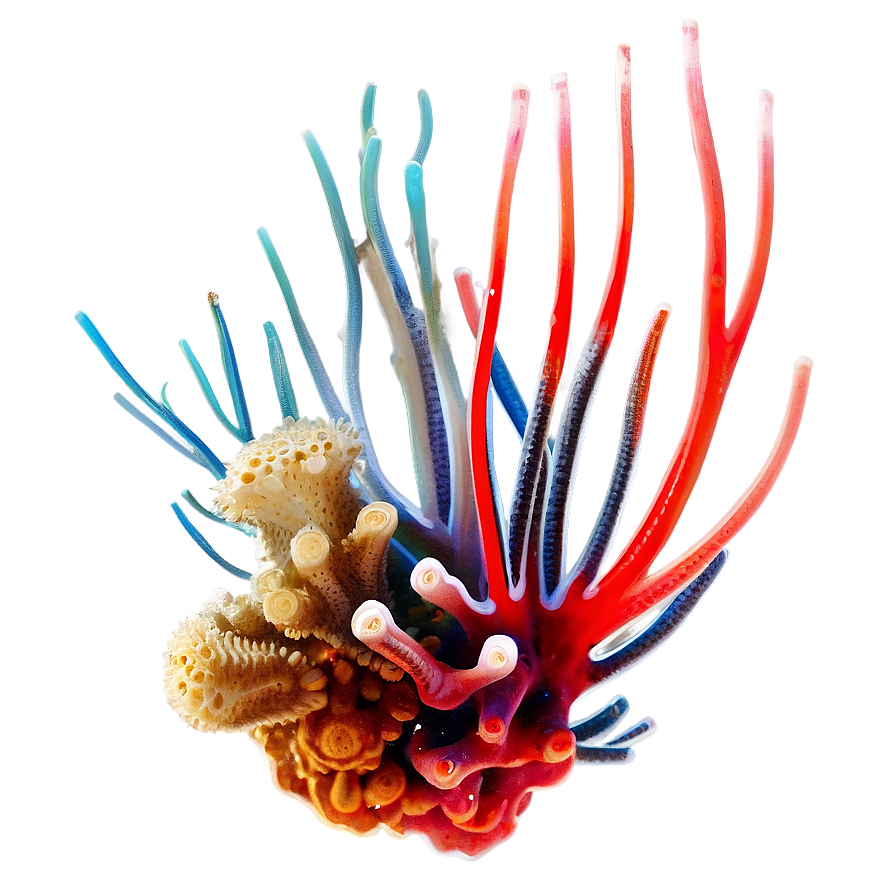 Symbiotic Relationships In Coral Png Ytt PNG Image