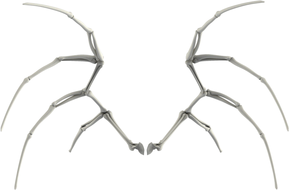 Symmetrical Bone Structure Art PNG Image