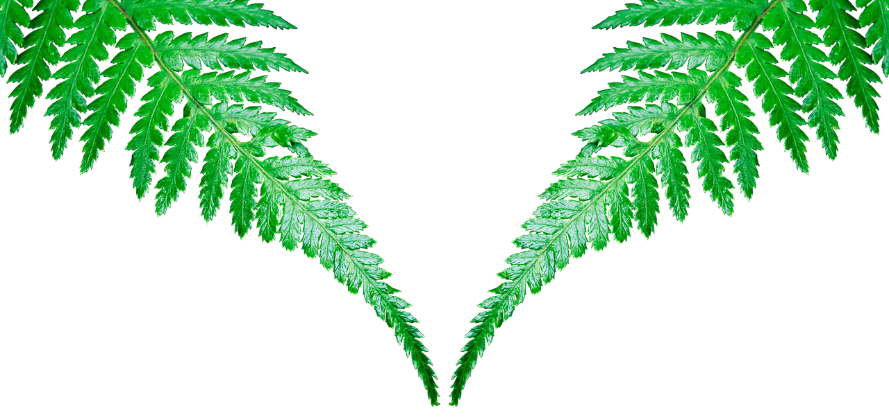 Symmetrical Fern Leaves PNG Image