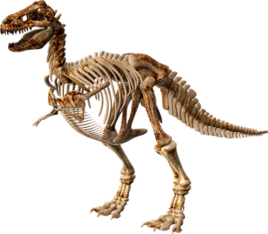 T Rex Skeleton Exhibit PNG Image