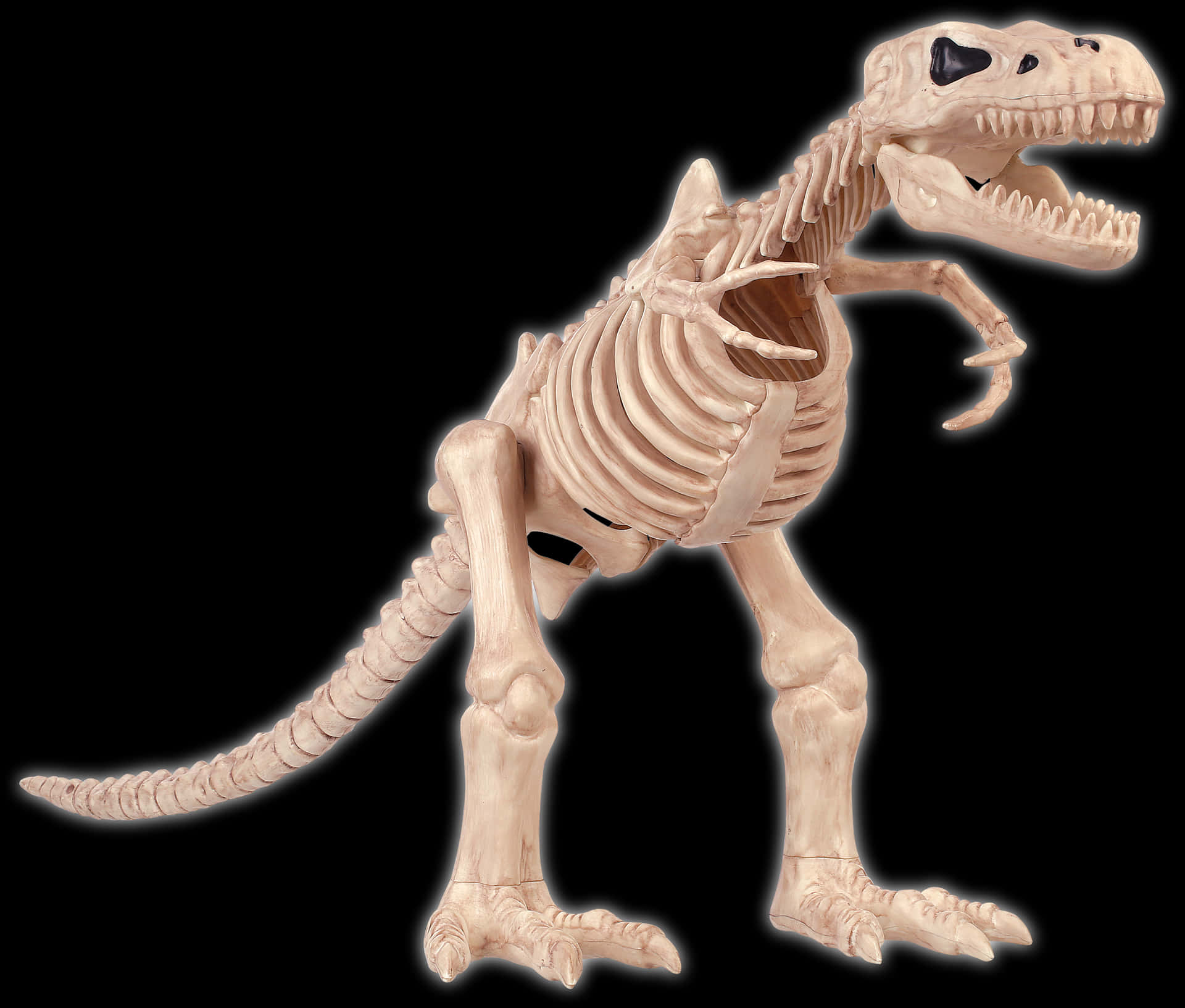 T Rex Skeleton Illustration PNG Image