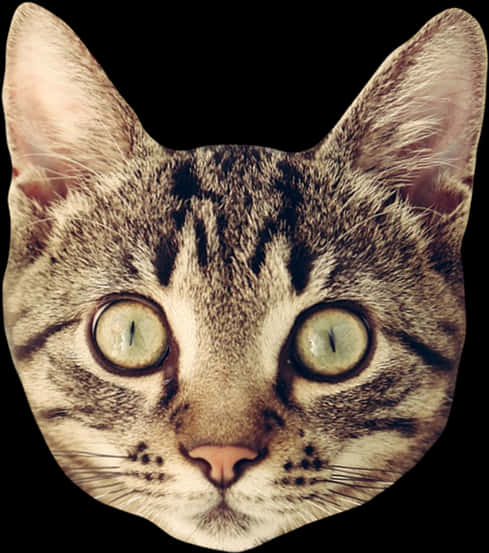 Tabby Cat Closeup Portrait.jpg PNG Image