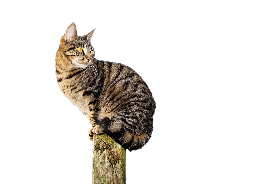 Tabby Cat Perchedon Post PNG Image