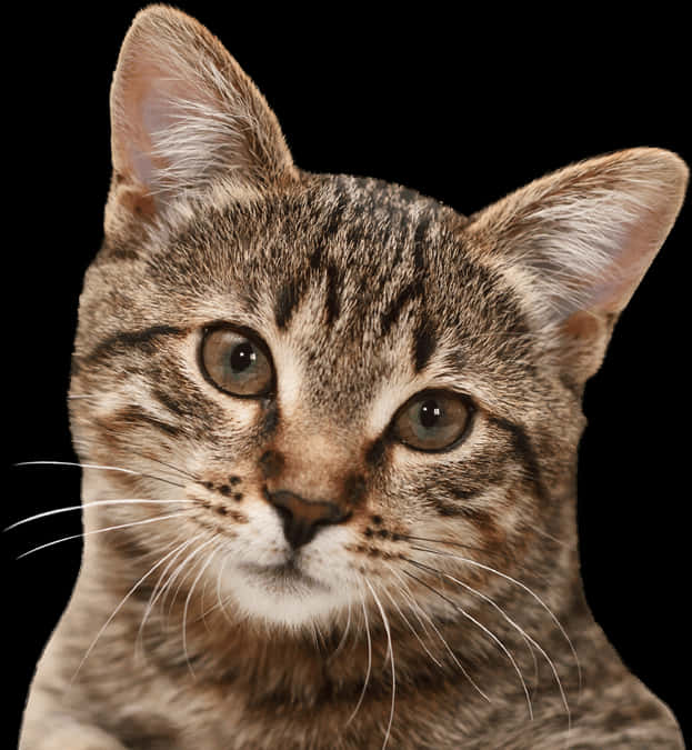 Tabby Cat Portrait Black Background PNG Image