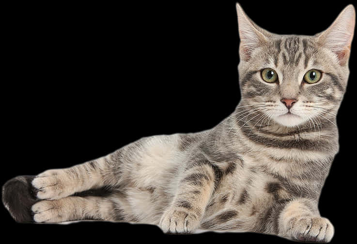 Tabby Cat Relaxing Black Background.jpg PNG Image