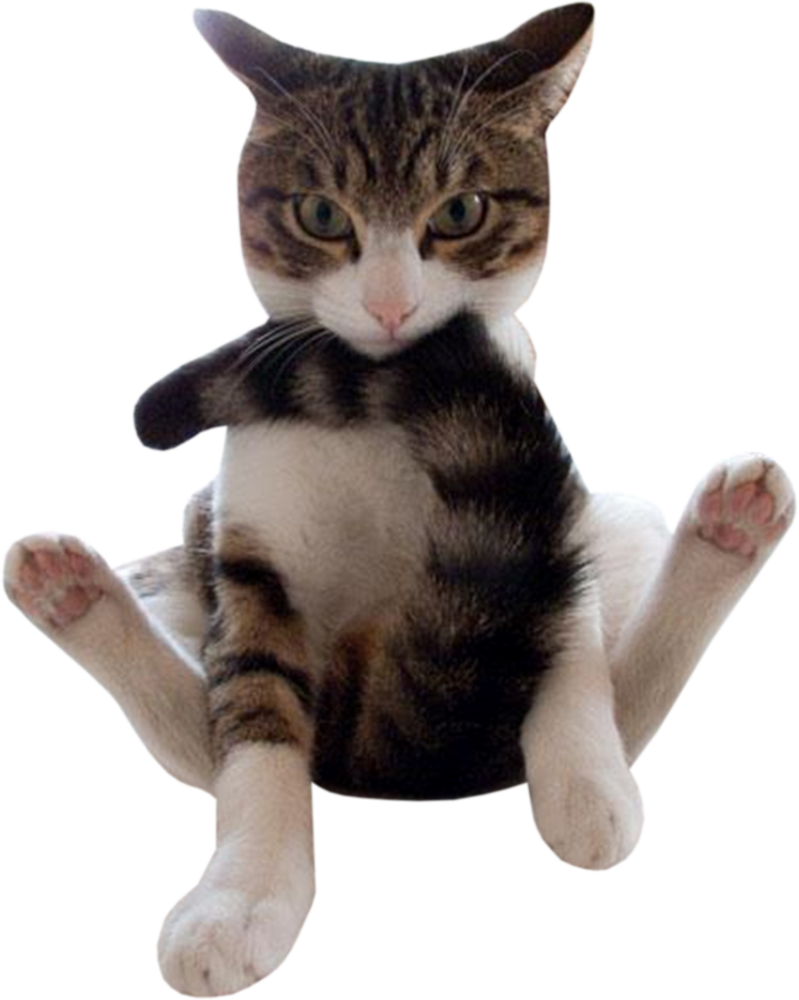 Tabby Cat Sitting Funny Pose PNG Image