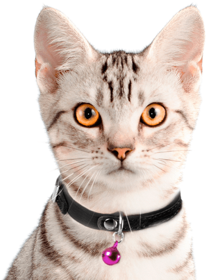 Tabby Catwith Collar PNG Image