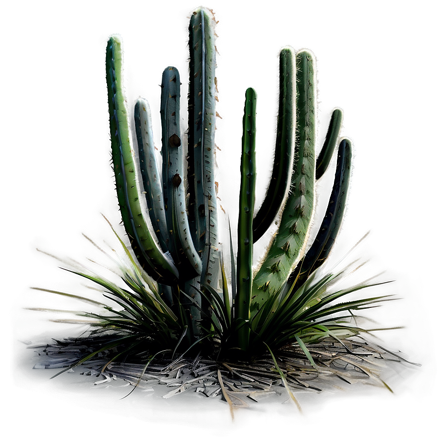 Tall Cactus Plant Png Xac32 PNG Image