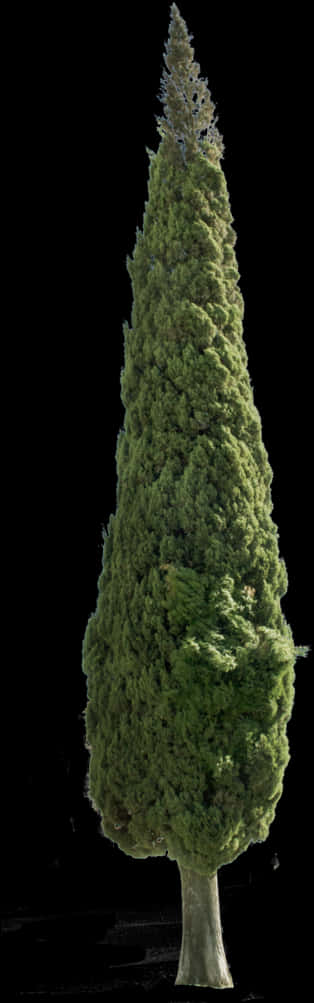 Tall Evergreen Tree Black Background PNG Image