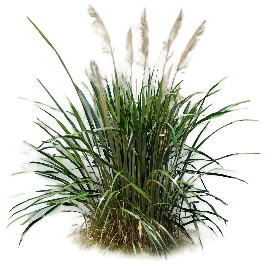 Tall Ornamental Grass Png 90 PNG Image